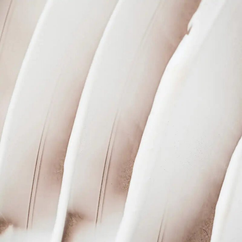 creme-visage-nourrissante-endro-cosmetiques-creme-visage-439587.jpg creme-visage-nourrissante-endro-cosmetiques-creme-visage-439587.jpg